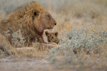 Male lion, lion in the wilderness of Africa