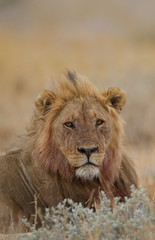 Male lion, lion in the wilderness of Africa