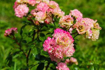Red rose on the branch in the garden, spring or summer.
