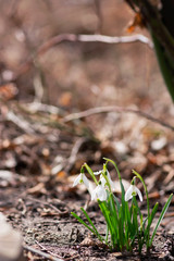 Woodland Snowdrops