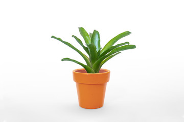 Bromeliad green isolated on white background.