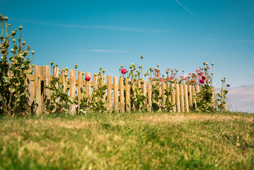 Wooden fence and poppy flowers, blue sky, sunny day, countryside.
