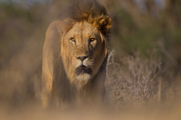 Male lion, lion in the wilderness of Africa