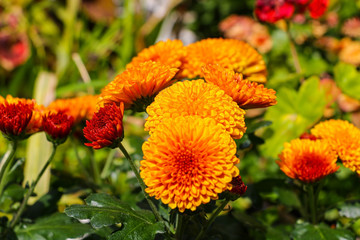 This is a beautiful pink chrysanth. Chrysanthemums.