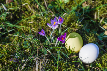 Easter eggs on green, mossy forest floor with first purple crocuses in the spring Easter. the first rays of sunshine in the year
