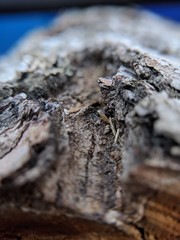 ants in anthill