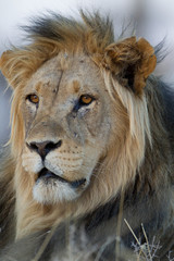 Male lion, lion in the wilderness of Africa