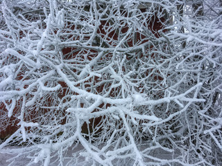 Rime on Branches
