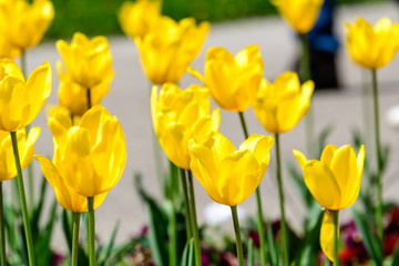 Close up of many delicate yellow tulips in full bloom in a sunny spring garden, beautiful  outdoor floral background