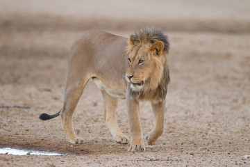 Fototapeta na wymiar Male lion, lion in the wilderness of Africa