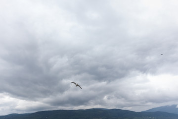 Seagull in cloudy sky. Seagull flying in cloudy sky. Seagull flying over fjord