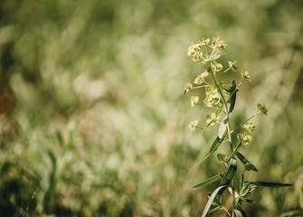 wild flower on a green background