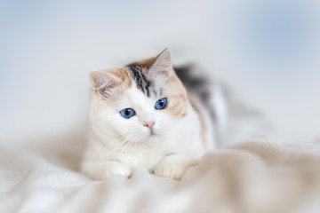BKH blue eyes Odd eyed Altay Rassekatze Kitten