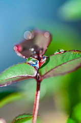 hoja con gotas de lluvia