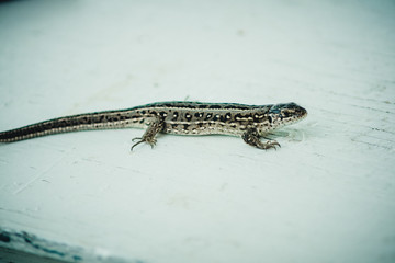 lizard on a white background