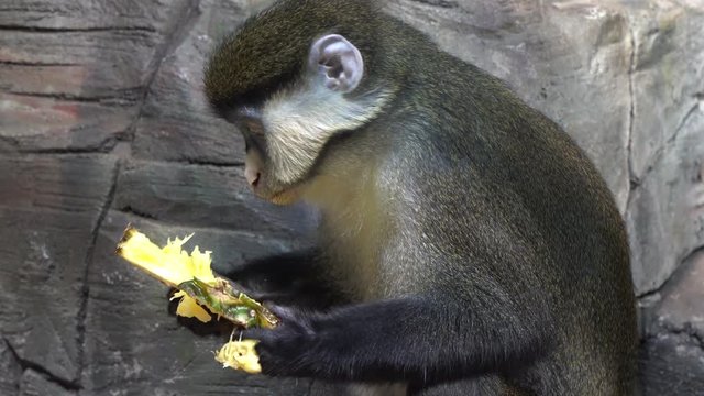 The blue monkey or diademed monkey (Cercopithecus mitis) eats fruit