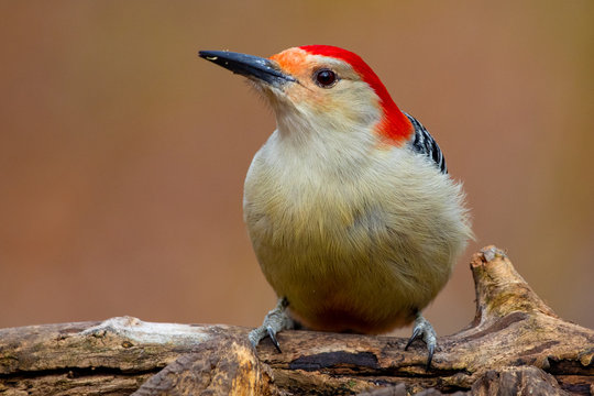 Red Bellied Woodpecker Melanerpes carolinus Profile on Fallen Tree Trunk