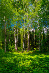 Forest with birch trees and vegetation..