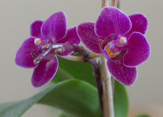 Purple orchid