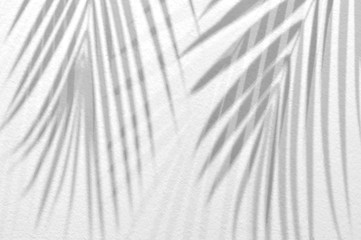 Light and shadow leaves,palm leaf on grunge white wall concrete background.Silhouette abstract tropical leaf natural pattern for wallpaper, spring ,summer texture.Black and white blurred image backdro