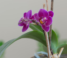 Purple orchid