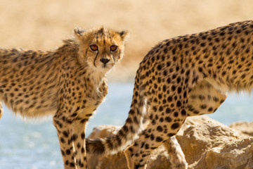 Cheetah, in the wilderness of Africa