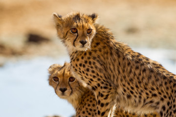 Cheetah, in the wilderness of Africa