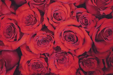 Fototapeta premium Background of red roses for Valentine's day 