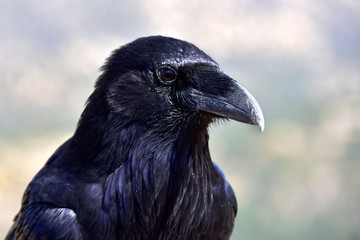 Raven