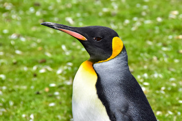 Naklejka premium King Penguin
