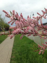 cherry blossom in spring