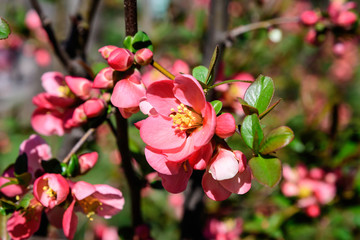 Close up delicate red flowers of Chaenomeles japonica shrub, commonly known as Japanese quince or Maule's quince in a sunny spring garden, beautiful Japanese  blossoms floral background, sakura