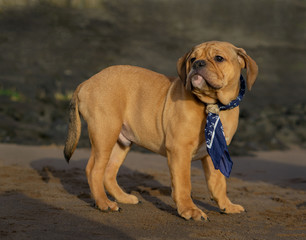 Continentalbulldogge