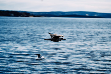 By the Docks, Lysaker, Oslo, Norway