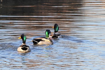 three beautiful colourful male ducks are swimming in a row in the water