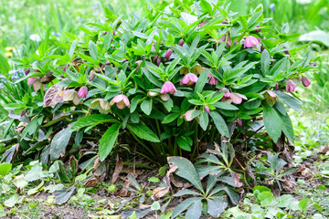 Close up of a large bush of fresh pink flowers of Hellebore plant, commonly known as winter rose, Christmas or Lenten rose, in a garden in a sunny spring day, photographed with soft focus