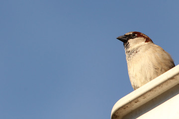 a sparrow at the gutter and a blue background