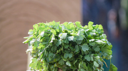 tasty, closeup, leaf, aromatic, raw, cuisine, cook, herbal, green, herb, nobody, diet, coriander, white, branch, isolated, spice, cilantro, fresh, bunch, plant, healthy, flavor, food, nature, natural,