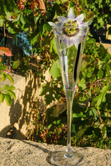 Passiflora in a high glass on a background of grapes in Provence.