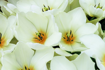 Fototapeta na wymiar Beautiful white tulips flowerbed close-up. Floral background. Summer garden landscape design. Copy space