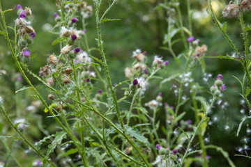 Purple flowers on beautiful bokeh background.