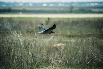 crow hovers over a field