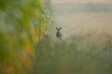 Roebuck - buck (Capreolus capreolus) Roe deer - goat