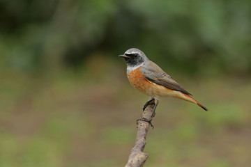 bird on a branch