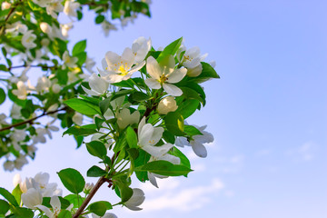 Flowers apple in garden in spring time.