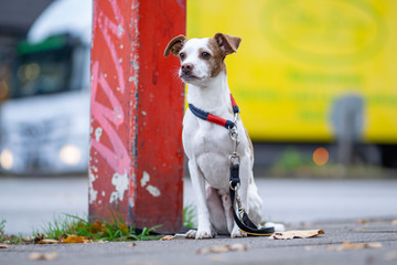Hund angebunden