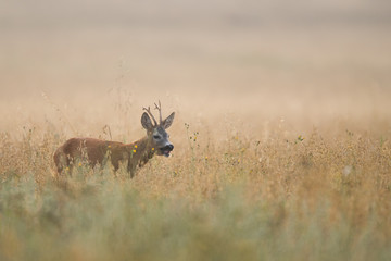 Roebuck - buck (Capreolus capreolus) Roe deer - goat