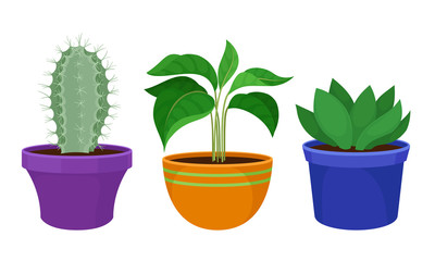 Indoor Plants Growing in Ceramic Pots Vector Set