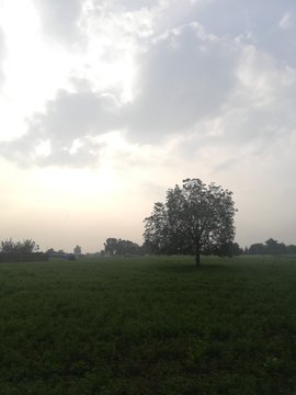 tree in field © Mohnish