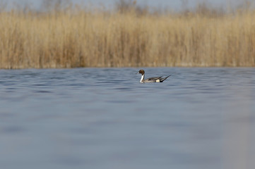 Fototapeta na wymiar ducks in the lake